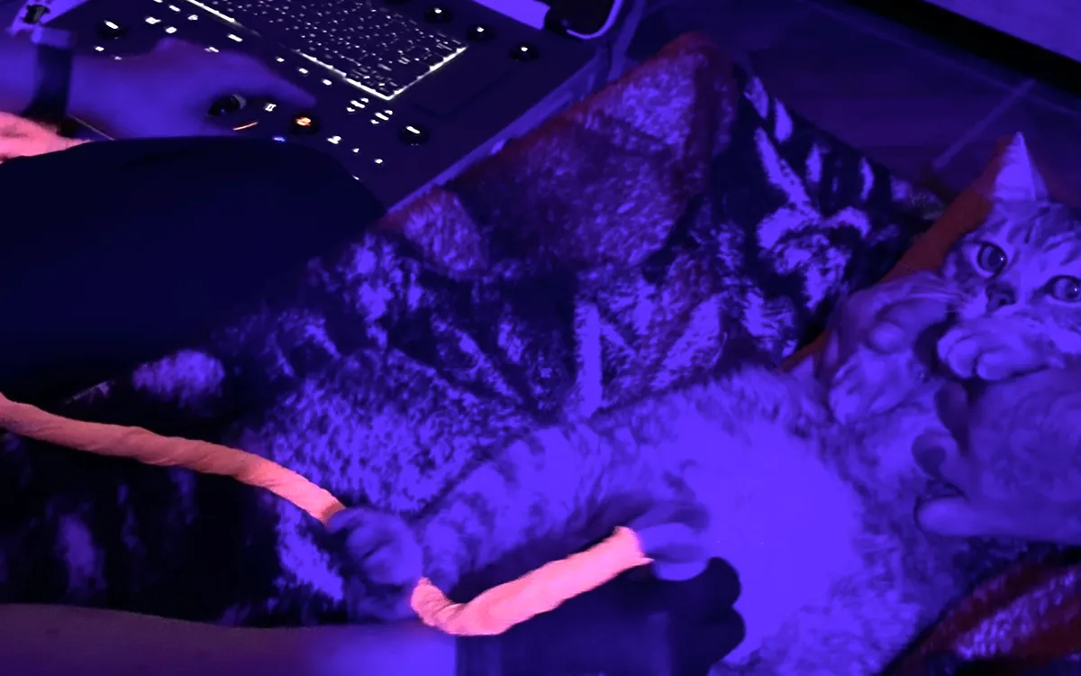 Gato relaxado recebendo ultrassom em ambiente residencial confortável