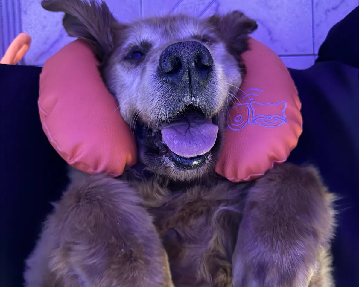 Cão relaxado na almofada Ecoprobe durante o exame em casa