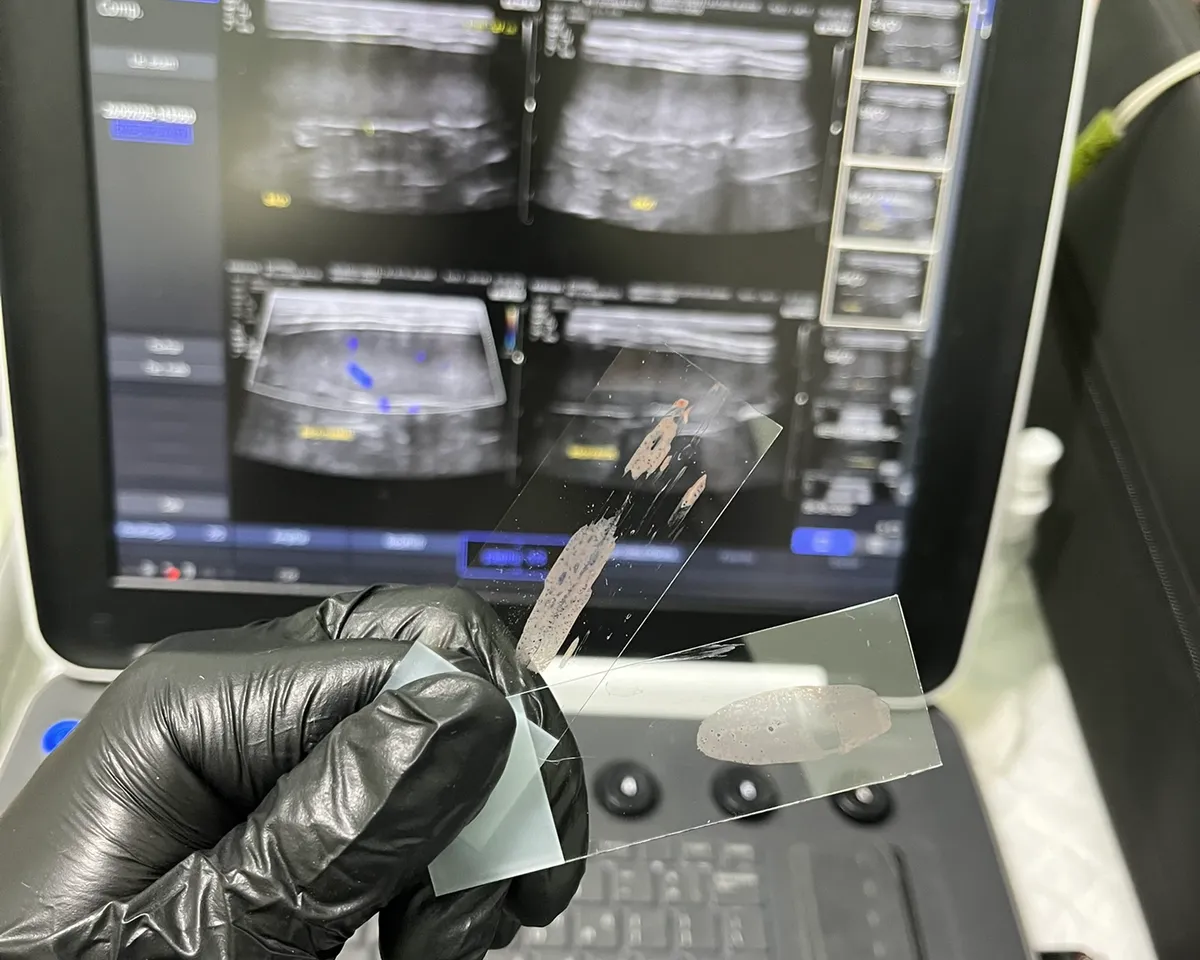 Profissional da Ecoprobe analisando material de citologia em clínica veterinária parceira