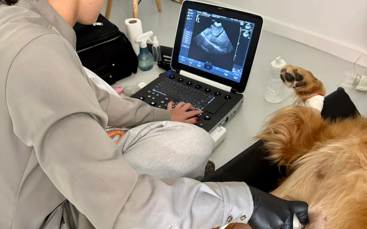Veterinária realizando ultrassom em um cão tranquilo, deitado no chão de casa